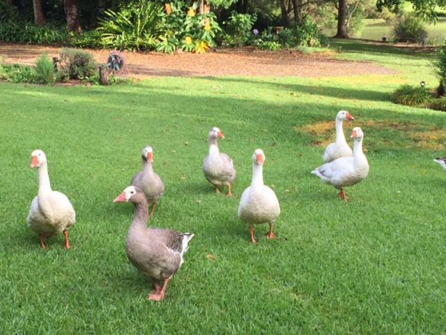 Maleny Lake Cottages Exterior foto